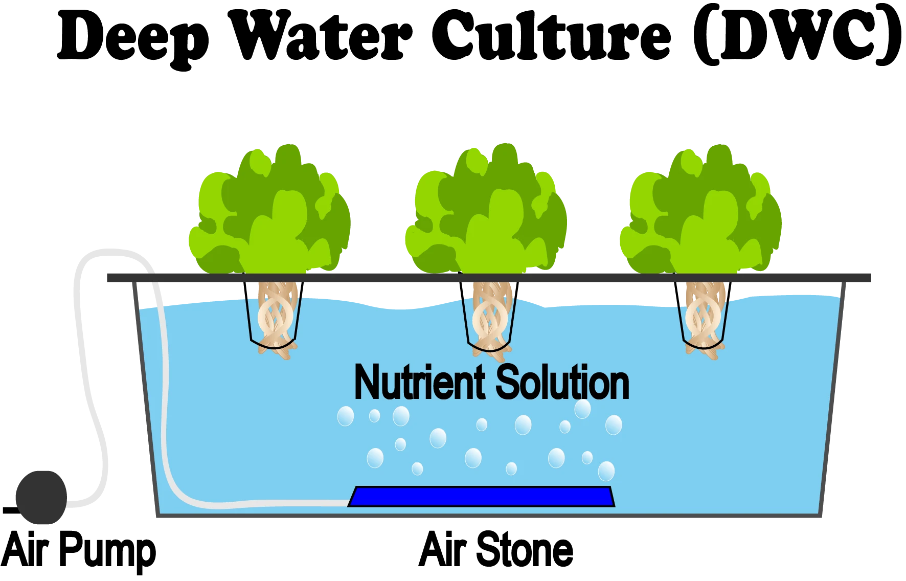 Deep water culture system