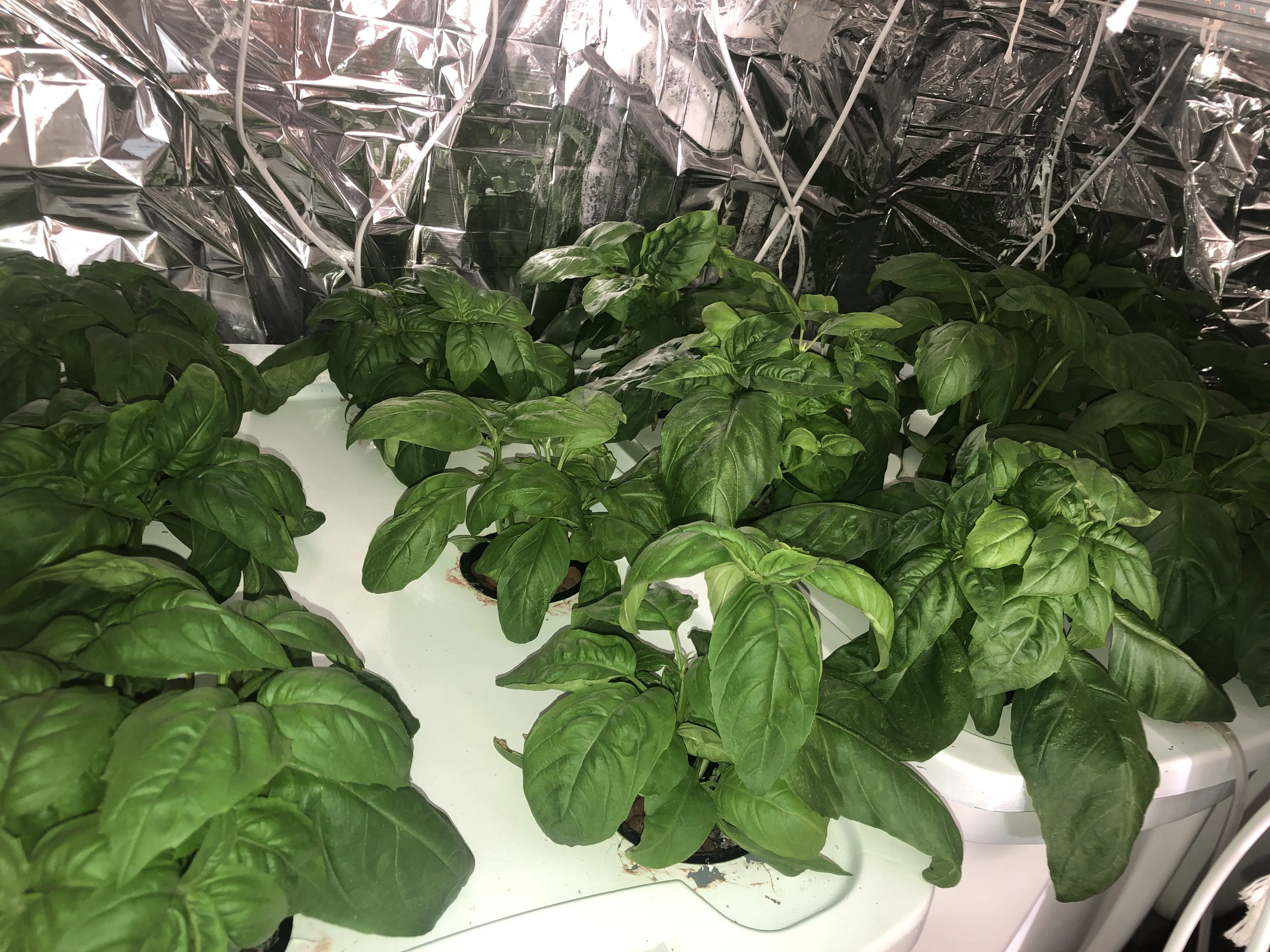 Closet Hydroponics's cover image