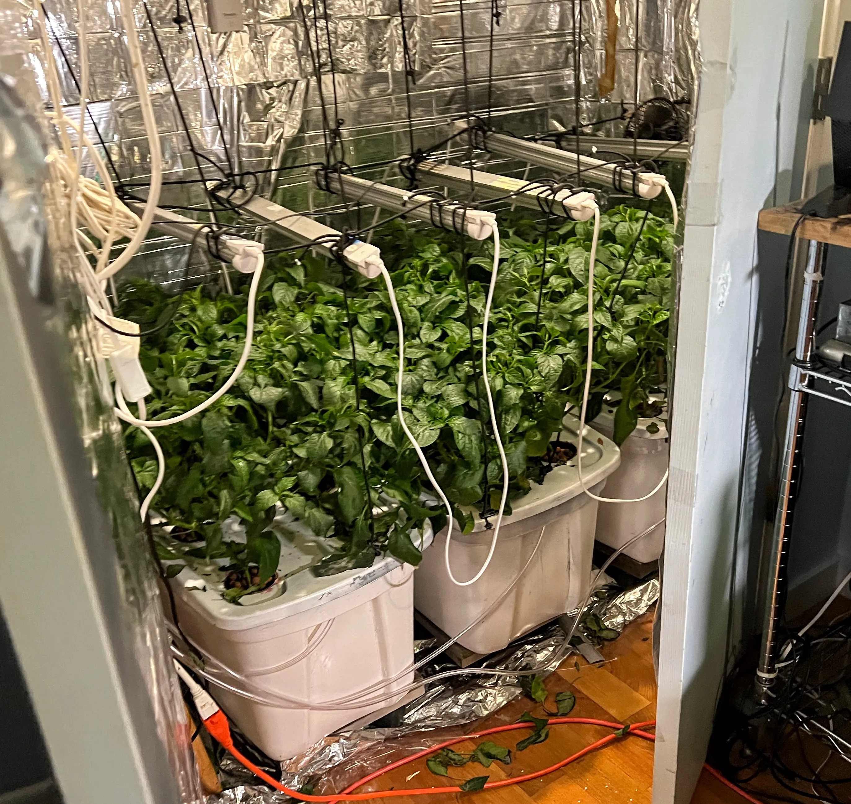 Peppers (exterior view)