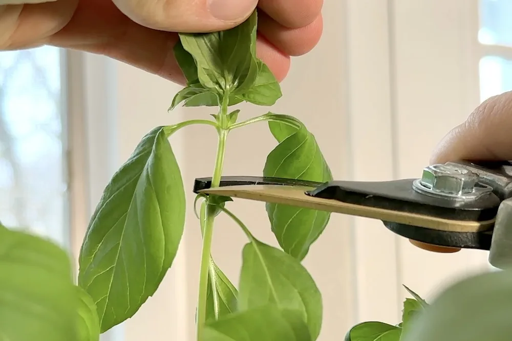 Pruning basil