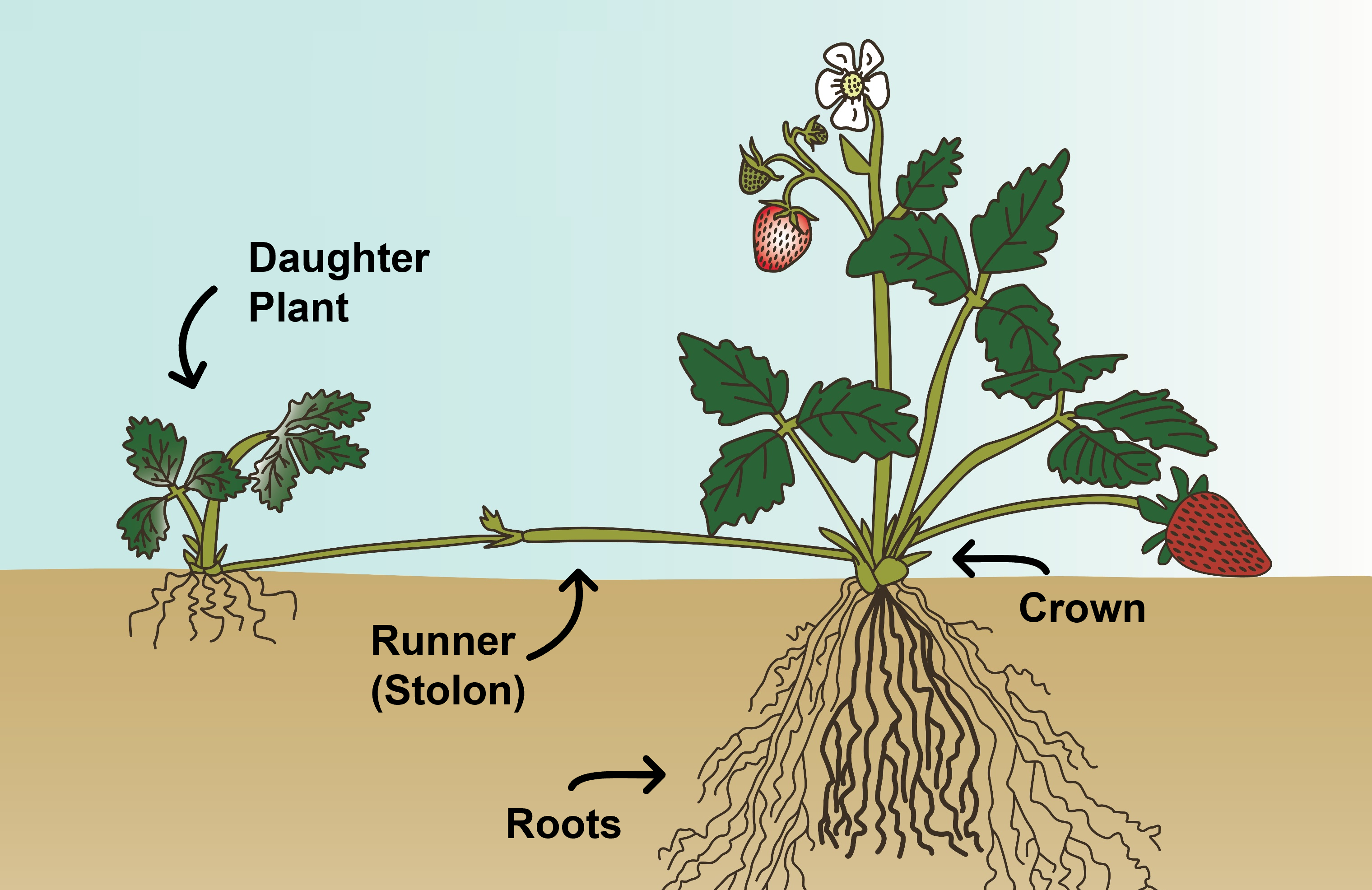 Strawberry runners